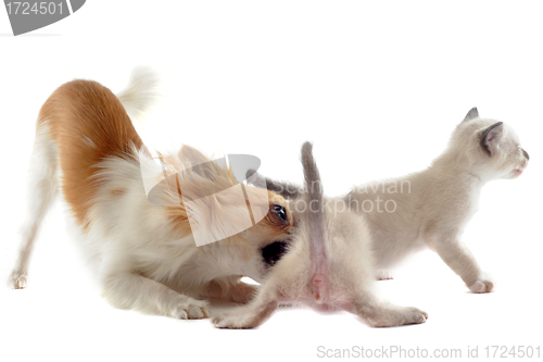 Image of chihuahua and siamese kitten