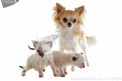 Image of chihuahua and siamese kitten