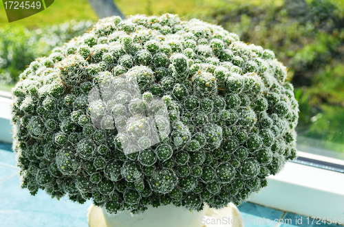Image of Cactus closeup  small heads grow in greenhouse 