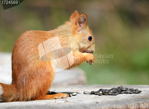 Image of squirrel