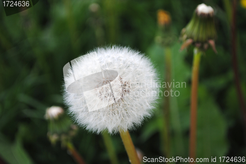 Image of Withered dandelion