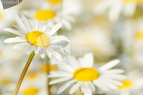 Image of white marguerite flowers