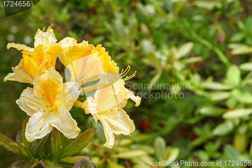 Image of Yellow azalea rhododendron flowers in full bloom 