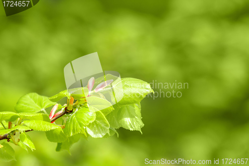 Image of Green spring background with shallow focus and refflection