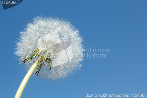 Image of dandelion Blowball 