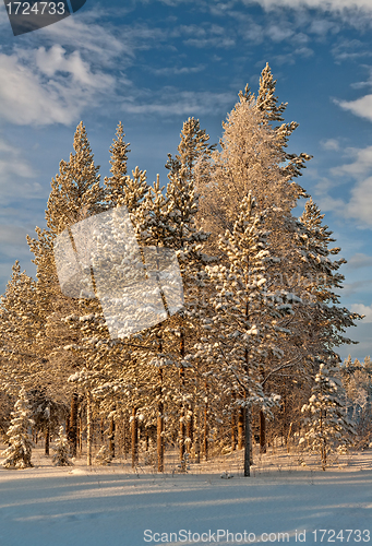 Image of Winter forest landscape