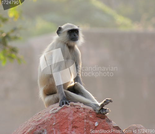 Image of Gray langur