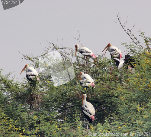 Image of treetop and storks