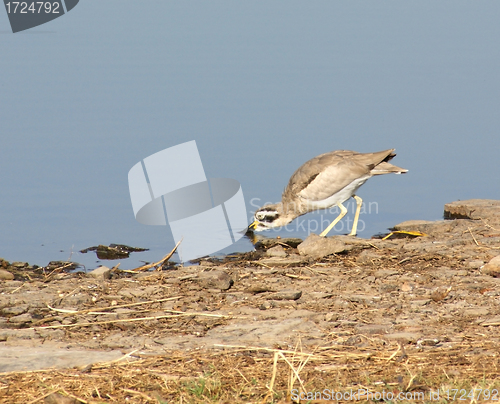 Image of bird in india