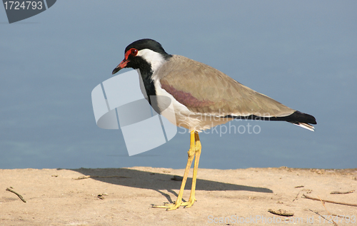 Image of bird in india