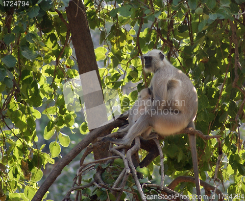 Image of Gray langur