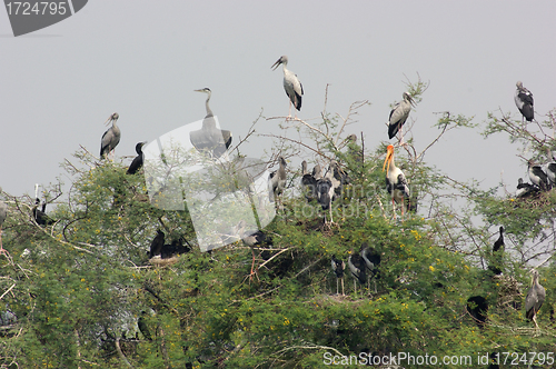 Image of treetop and storks