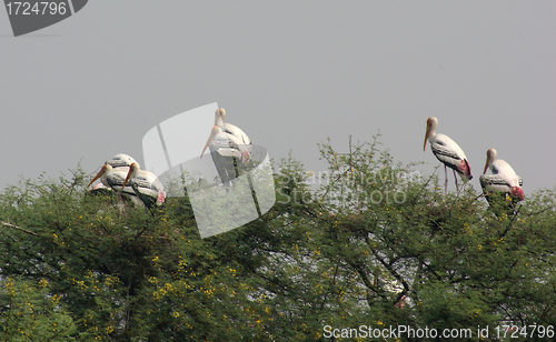 Image of treetop and storks