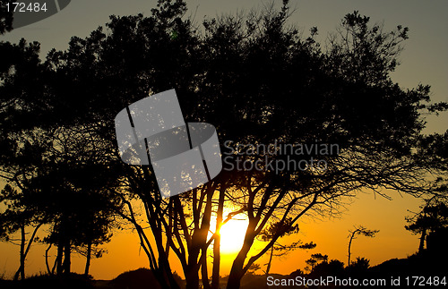 Image of tree in sunset