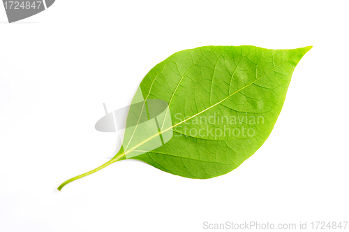 Image of Green leaf of bougainvillea spectabilis wind