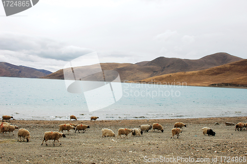 Image of Landscape in Tibet