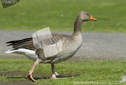 Image of Greylag Goose.