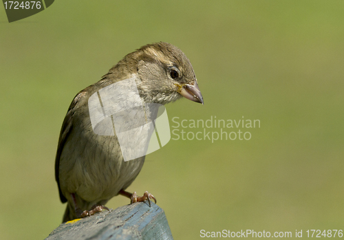 Image of House sparrow