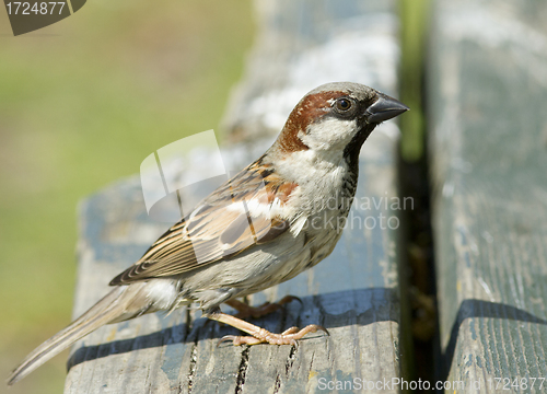 Image of House sparrow