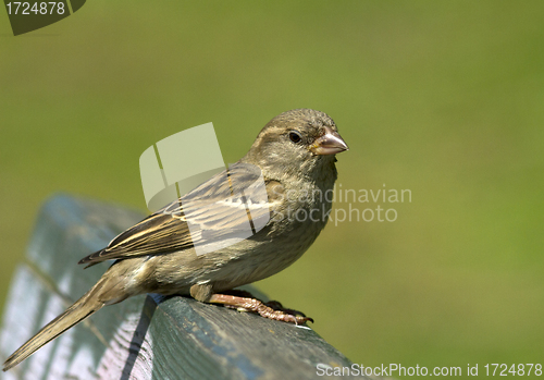 Image of House sparrow