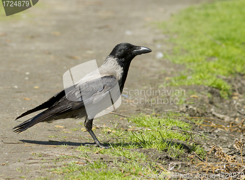 Image of Hooded Crow