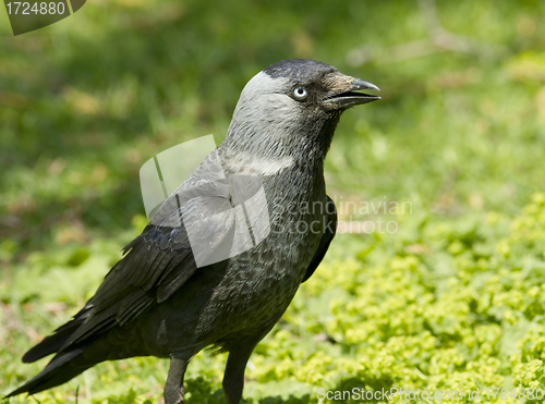 Image of Jackdaw