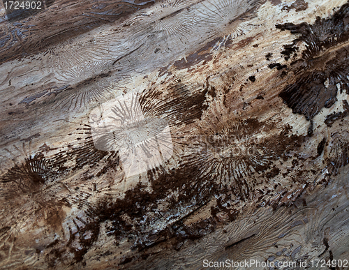 Image of Under tree bark background