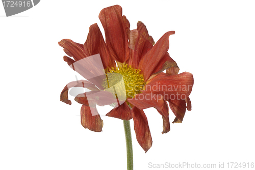 Image of wilted flower isolated 