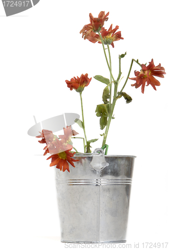 Image of wilted flower planter 