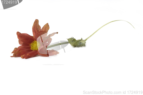 Image of wilted flower fall on the floor