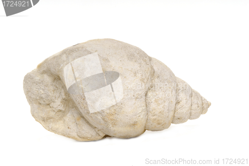 Image of fossil sea shell,  bourguetia