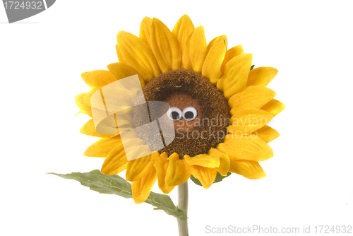 Image of nice sunflower isolated 