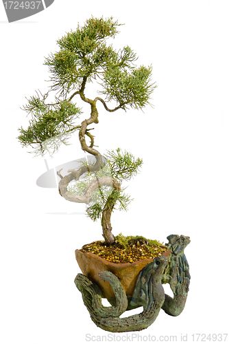 Image of bonsai japanese tree isolated on white background  