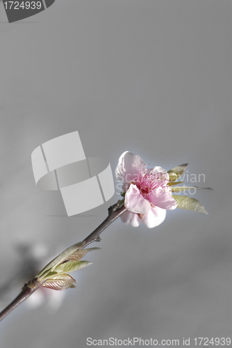 Image of Cherry blossom background 