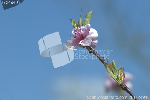 Image of sakura