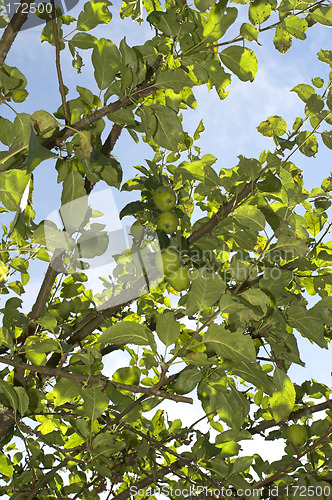 Image of apple tree
