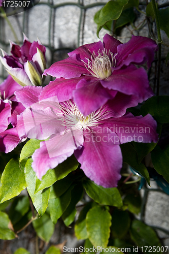 Image of Clematis