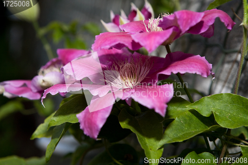 Image of Clematis