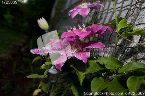 Image of Clematis