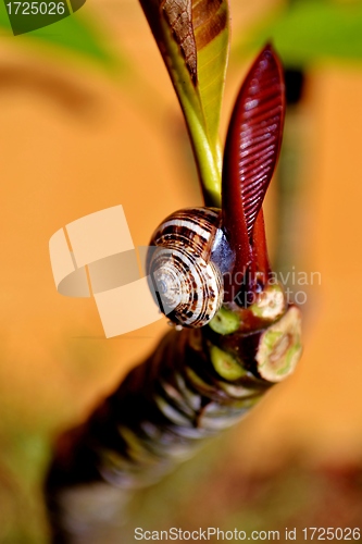 Image of Snail on Frangipani