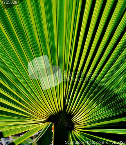 Image of Palm Leaf