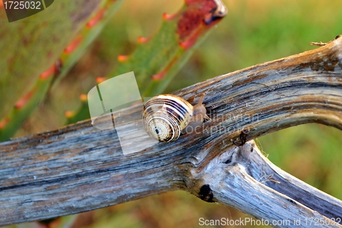 Image of snail on aloe vera