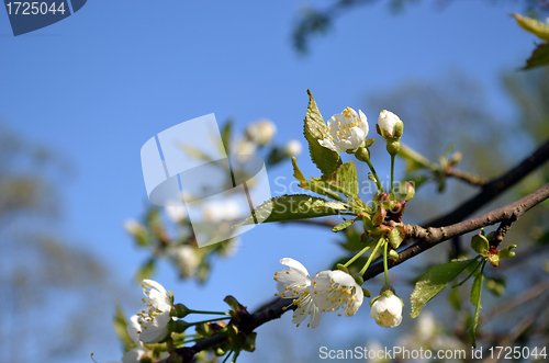 Image of Blooming apple branch white bloom buds on blue sky 