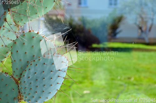 Image of Cactus grow in greenhouse spider web on needles 