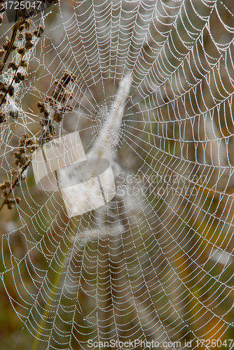 Image of Dew on the web 