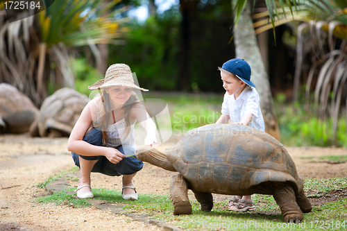 Image of Feeding Giant Turtle