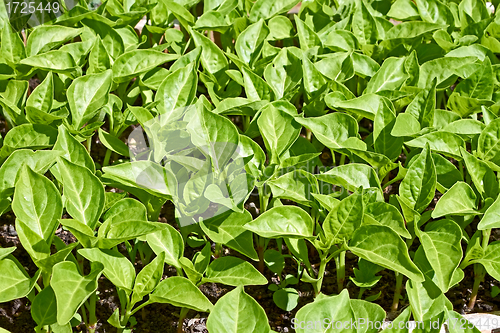 Image of Seedlings of sweet pepper plants