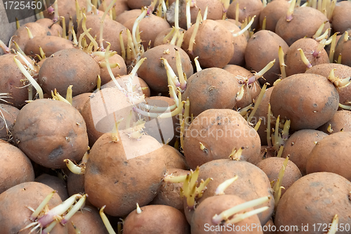 Image of Potatoes tubers before planting