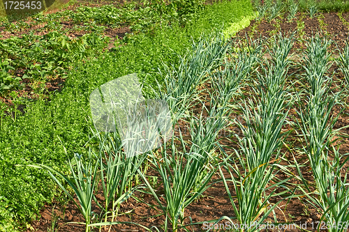 Image of Garden beds in springtime