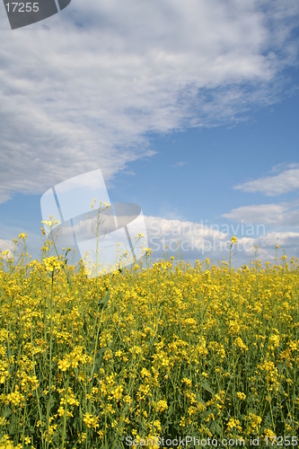 Image of field